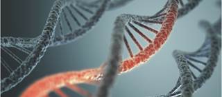 Researchers focused on single nucleotide polymorphisms associated with brain reward systems. Researchers focused on single nucleotide polymorphisms associated with brain reward systems.
