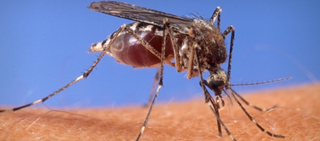 Google's engineers also helping develop a platform to process virus data Google's engineers also helping develop a platform to process virus data
