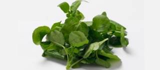 Participants took 10mg of watercress extract and 1mL of olive oil mix for 1 week Participants took 10mg of watercress extract and 1mL of olive oil mix for 1 week