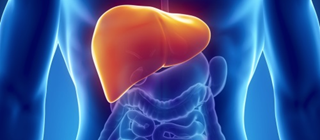 Study adds support to liver cancer as an obesity-associated cancer Study adds support to liver cancer as an obesity-associated cancer