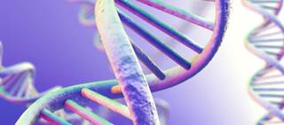 Many located near genes involved in brain development Many located near genes involved in brain development