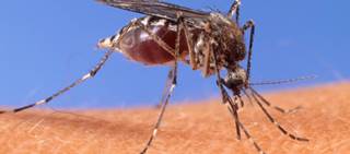 Researchers also say that an antibody effective against dengue may also counter Zika Researchers also say that an antibody effective against dengue may also counter Zika