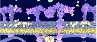 Rabson-Mendenhall syndrome (RMS) is typified by severe insulin resistance Rabson-Mendenhall syndrome (RMS) is typified by severe insulin resistance