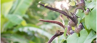 Aristolochia species can cause aristolochic acid nephropathy (AAN) Aristolochia species can cause aristolochic acid nephropathy (AAN)