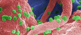 T-cell Tx Granted Orphan Drug Status for Immunodeficiency, GvHD T-cell Tx Granted Orphan Drug Status for Immunodeficiency, GvHD
