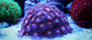 Coral expressed toxin directly into the patient's eye Coral expressed toxin directly into the patient's eye