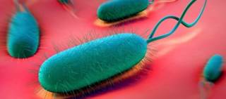 Cholecystic polyps more common, gallstones less common with infection, the researchers found Cholecystic polyps more common, gallstones less common with infection, the researchers found