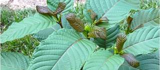 No evidence to indicate kratom safe or effective for any medical use No evidence to indicate kratom safe or effective for any medical use