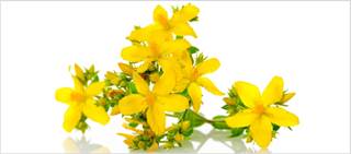 St. John's wort has been used as an herbal remedy for over 100 years St. John's wort has been used as an herbal remedy for over 100 years