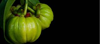 Hydroxycitrate, an extract found in fruit from the garcina cambogia tree, may help slow the growth of kidney stones Hydroxycitrate, an extract found in fruit from the garcina cambogia tree, may help slow the growth of kidney stones