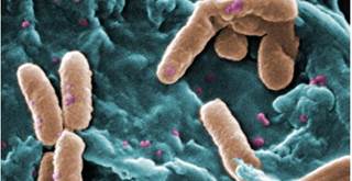 Bacteria such as Pseudomonas can live in pipes surviving on nutrients in water Bacteria such as Pseudomonas can live in pipes surviving on nutrients in water