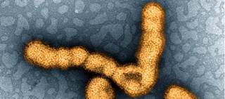 A total of 3,449 subjects took part in a trial testing the efficacy of Afluria Quadrivalent A total of 3,449 subjects took part in a trial testing the efficacy of Afluria Quadrivalent