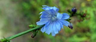 Inulin exerts substantial prebiotic actions Inulin exerts substantial prebiotic actions