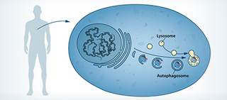 The concept of autophagy emerged around the 1960s The concept of autophagy emerged around the 1960s