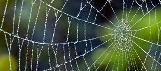 Spider silk has shown promise in treating nerve damage and aiding artificial skin growth Spider silk has shown promise in treating nerve damage and aiding artificial skin growth
