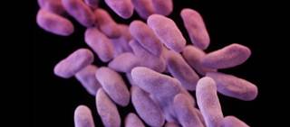 Study of four U.S. hospitals found wide variety of species resistant to antibiotics of last resort Study of four U.S. hospitals found wide variety of species resistant to antibiotics of last resort