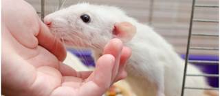 Seoul virus can occur when individuals are bit by infected rats or come in contact with infectious body fluids Seoul virus can occur when individuals are bit by infected rats or come in contact with infectious body fluids