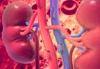 Residual Renal Function Not Linked to ESA Requirements Residual Renal Function Not Linked to ESA Requirements