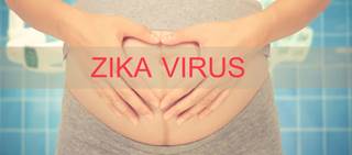 Experimental study shows the vaccines protected unborn baby mice from the virus Experimental study shows the vaccines protected unborn baby mice from the virus