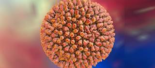Intestinal reovirus may trigger some cases of celiac disease Intestinal reovirus may trigger some cases of celiac disease