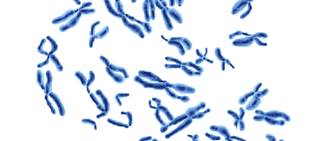 Epstein-Barr virus EBNA2 protein binds to multiple loci of genome, increasing risk of 7 serious diseases Epstein-Barr virus EBNA2 protein binds to multiple loci of genome, increasing risk of 7 serious diseases