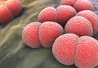 Meningitis Vaccine: Precautionary Recall Meningitis Vaccine: Precautionary Recall