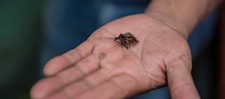 Without early treatment, Chagas disease can cause heart failure Without early treatment, Chagas disease can cause heart failure