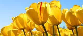 Results showed that 5 of the 6 bulb packages tested positive for triazole-resistant <i>A. fumigatus.</i> Results showed that 5 of the 6 bulb packages tested positive for triazole-resistant <i>A. fumigatus.</i>