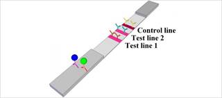 If the ST2 antigen is present, a blue dot appears on the strip; if the BNP antigen is present, then a green dot appears If the ST2 antigen is present, a blue dot appears on the strip; if the BNP antigen is present, then a green dot appears