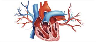 Poorer outcomes seen for LVEF <50%, 50 to 59% compared with ≥70% Poorer outcomes seen for LVEF <50%, 50 to 59% compared with ≥70%