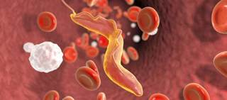 Chagas disease, also known as American trypanosomiasis, is caused by the Trypanosoma cruzi parasite Chagas disease, also known as American trypanosomiasis, is caused by the Trypanosoma cruzi parasite