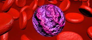 Adipocytes metabolize daunorubicin to daunorubicinol, reducing its anti-leukemia effect Adipocytes metabolize daunorubicin to daunorubicinol, reducing its anti-leukemia effect