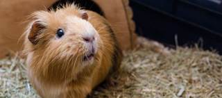 Three cases of community-acquired pneumonia reported after exposure to ill guinea pigs Three cases of community-acquired pneumonia reported after exposure to ill guinea pigs