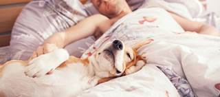 A total of 40 humans and their dogs were analyzed in the study A total of 40 humans and their dogs were analyzed in the study
