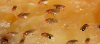Modern circadian biology started in the '70s when geneticists studied genes that encode biological timing in fruit flies Modern circadian biology started in the '70s when geneticists studied genes that encode biological timing in fruit flies
