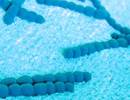 Positive Results Announced for Pleuromutilin Antibiotic in CABP Positive Results Announced for Pleuromutilin Antibiotic in CABP