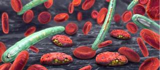 The Company stated that they will now move toward additional clinical trials of the treatment The Company stated that they will now move toward additional clinical trials of the treatment