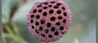 Trypophobia is often discussed on the Internet but has only recently been documented in the literature Trypophobia is often discussed on the Internet but has only recently been documented in the literature