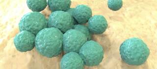 6-HAP selectively inhibited proliferation of tumor lines in culture; cut incidence of UV-induced tumors in mice 6-HAP selectively inhibited proliferation of tumor lines in culture; cut incidence of UV-induced tumors in mice