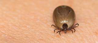 The FDA is planning to issue recommendations for reducing risks of transfusion-transmitted babesiosis later this year The FDA is planning to issue recommendations for reducing risks of transfusion-transmitted babesiosis later this year