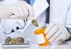 Many Oncologists Discuss, Recommend Medical Marijuana Many Oncologists Discuss, Recommend Medical Marijuana