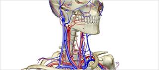 Study shows 11 and 9% plaque reduction in treated male, female mice compared with controls Study shows 11 and 9% plaque reduction in treated male, female mice compared with controls
