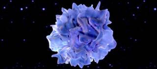 Twenty-five platinum-pretreated, immunotherapy-naïve patients with recurrent advanced epithelial ovarian cancer were enrolled in the trial Twenty-five platinum-pretreated, immunotherapy-naïve patients with recurrent advanced epithelial ovarian cancer were enrolled in the trial