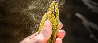 Intake may lead to aggravation of symptoms in patients with atopic dermatitis, birch pollen allergy Intake may lead to aggravation of symptoms in patients with atopic dermatitis, birch pollen allergy