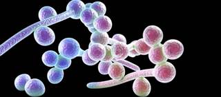 SCY-078 is an investigational antifungal agent that is a semi-synthetic derivative of enfumafungin SCY-078 is an investigational antifungal agent that is a semi-synthetic derivative of enfumafungin