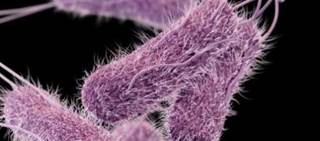 Illnesses reported in Illinois, Indiana, Kentucky, Michigan, Missouri, Ohio, and Tennessee. Illnesses reported in Illinois, Indiana, Kentucky, Michigan, Missouri, Ohio, and Tennessee.