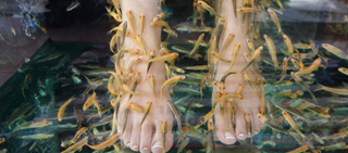Dermatologists should be aware of potential skin, nail problems tied to fish pedicures Dermatologists should be aware of potential skin, nail problems tied to fish pedicures