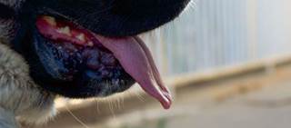 Patient probably contracted infection from being licked by his dog. Patient probably contracted infection from being licked by his dog.