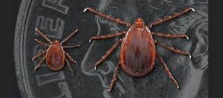 Asian longhorned tick currently considered a greater threat to livestock than to humans. Left: a nymph; Right; adult female (Image credit: CDC) Asian longhorned tick currently considered a greater threat to livestock than to humans. Left: a nymph; Right; adult female (Image credit: CDC)