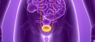 Researchers retrospectively analyzed 594 patients who tested positive on a urine culture in the emergency department. Researchers retrospectively analyzed 594 patients who tested positive on a urine culture in the emergency department.